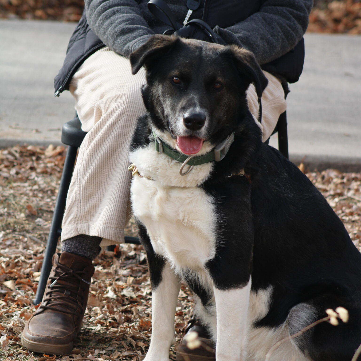 Available Dogs – Grand Rivers Humane Society