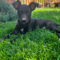 Belle Pepper