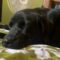 Duke
