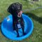 Rolo