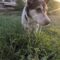 Xylie