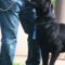 Rolo