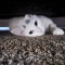 Tippy
