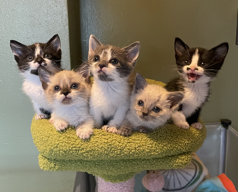 Screen Shot 2025-10-30 at 10.48.23 AM