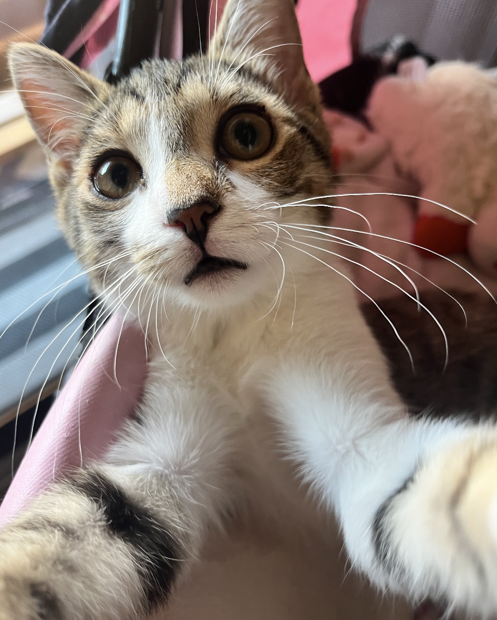 Screen-Shot-2025-09-03-at-11.24.35-AM