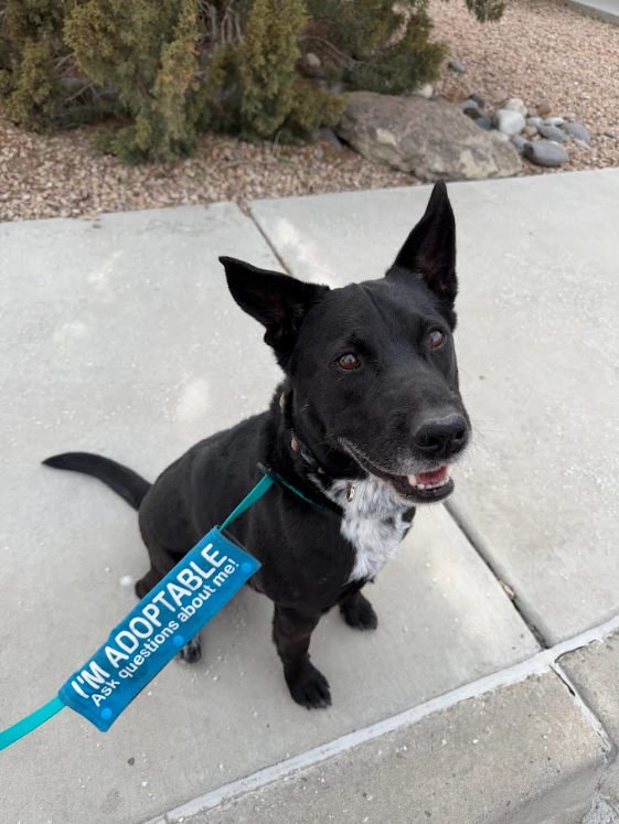 Screenshot 2026-02-11 204938