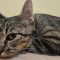 Tabitha