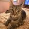 Tabitha