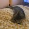 Tabitha
