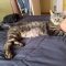 Tabitha