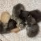 Cholula