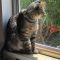 Tabitha