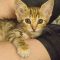 Sophia